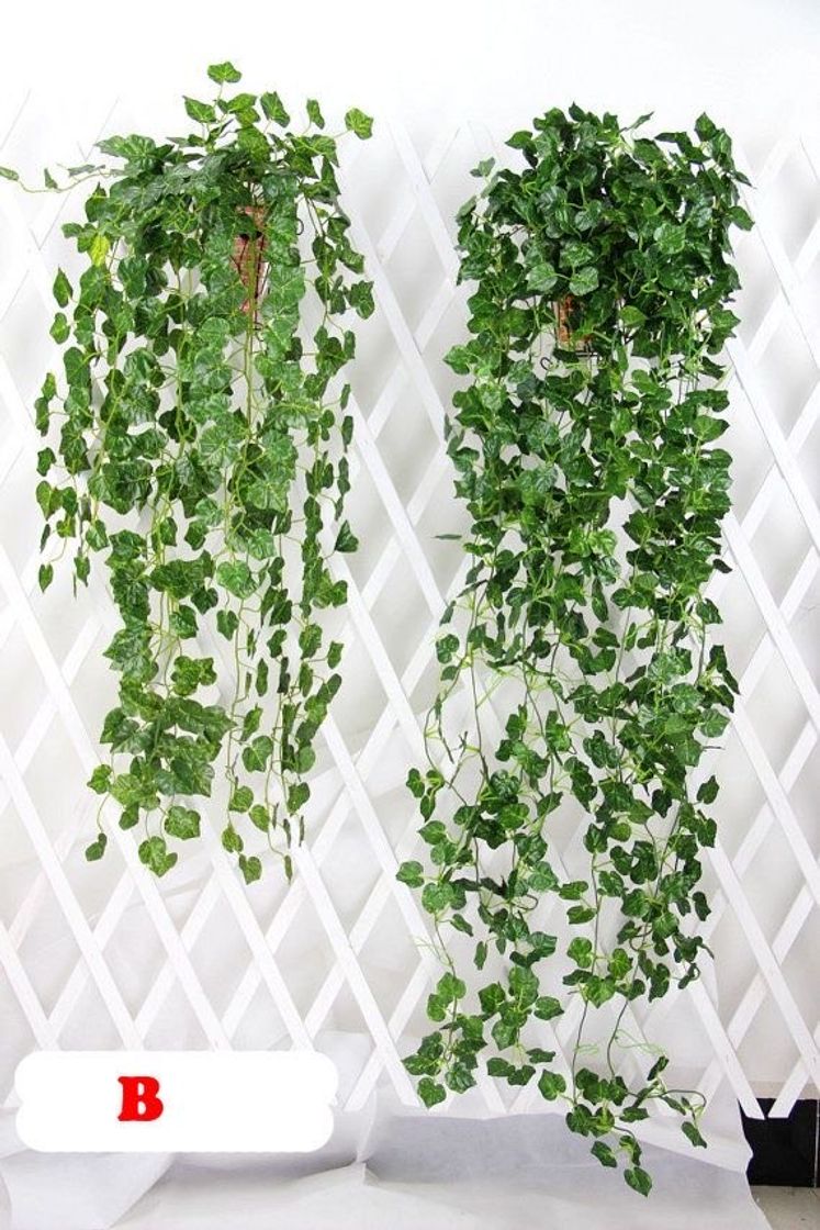 Moda Plantas para quarto 