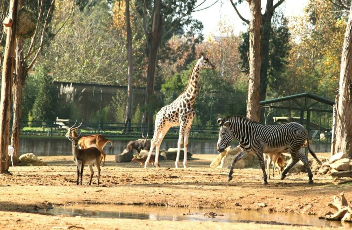 Place ZOO Santo Inácio