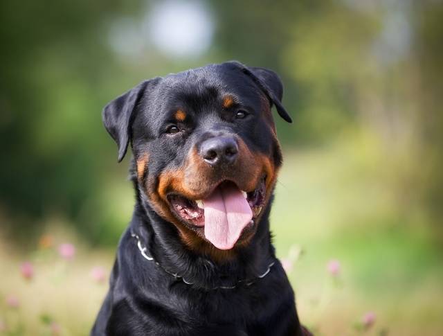 Social Rottweiler