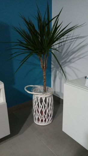 Dracaena Marginata - Maceta 11cm. - Altura aprox. 40cm. - Planta viva