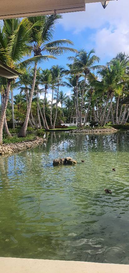 Lugar Catalonia Bavaro Beach, Golf & Casino Resort