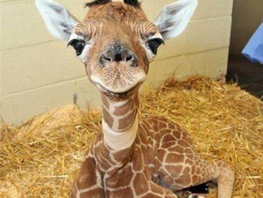 Girafa bebé