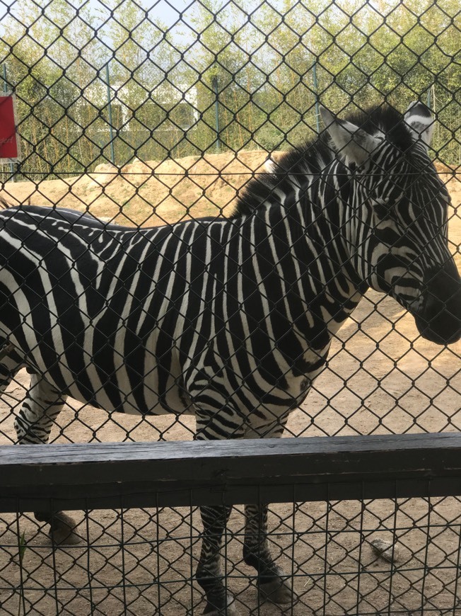 Lugar Zoo da Maia