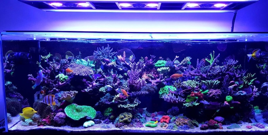 Windows 2 Reef