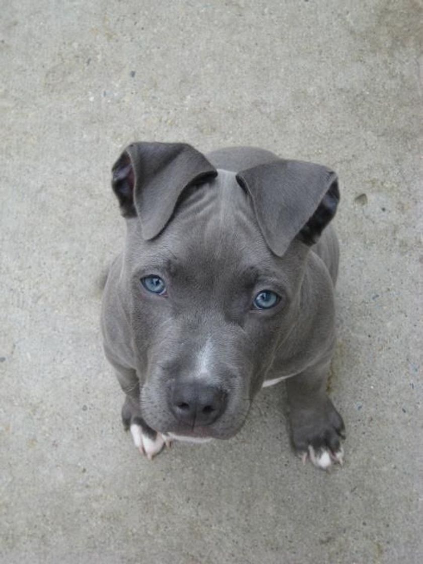 Moda Pitbull blue nose 