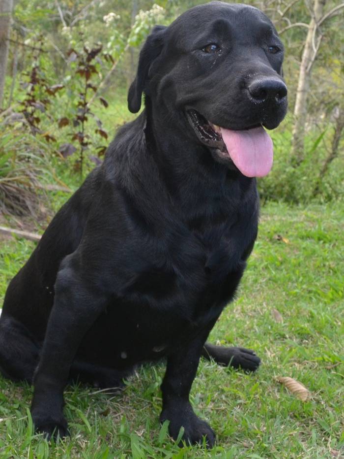 Fashion Labrador fêmea 