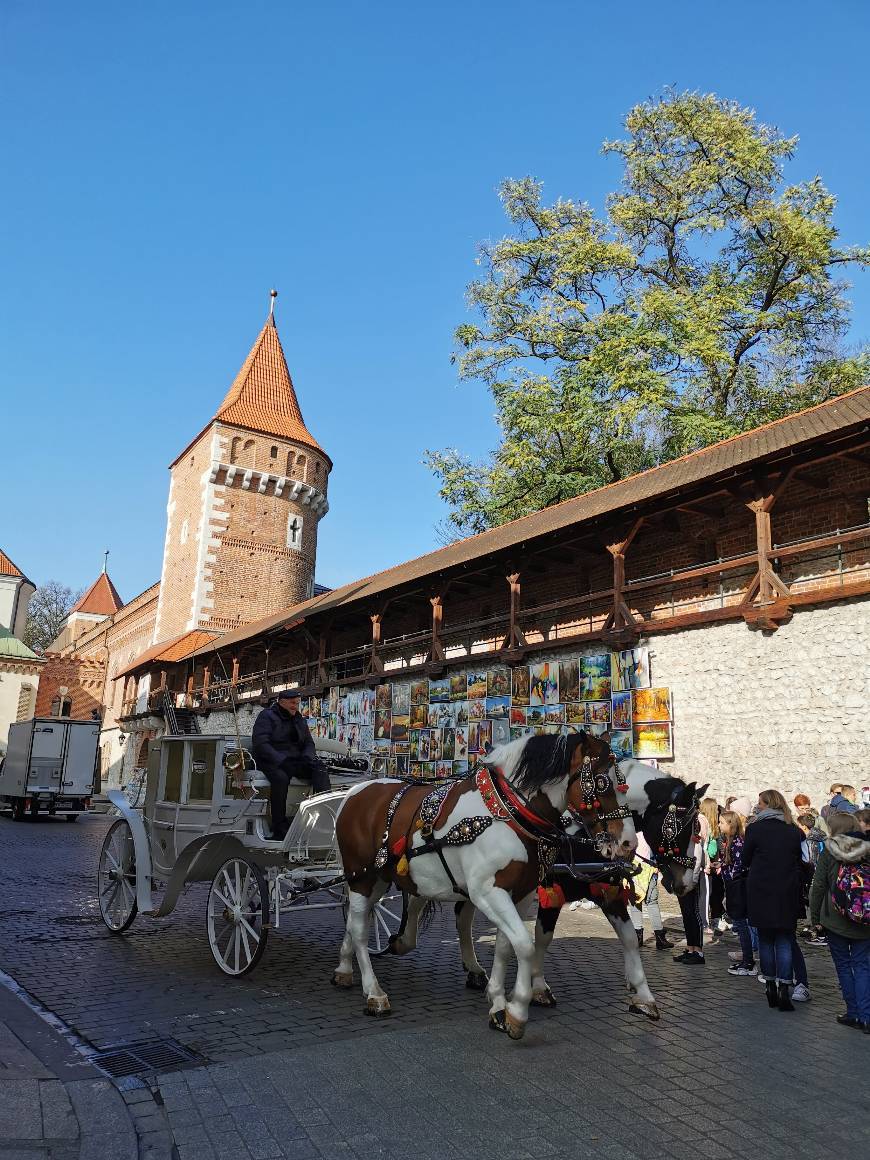 Cracovia