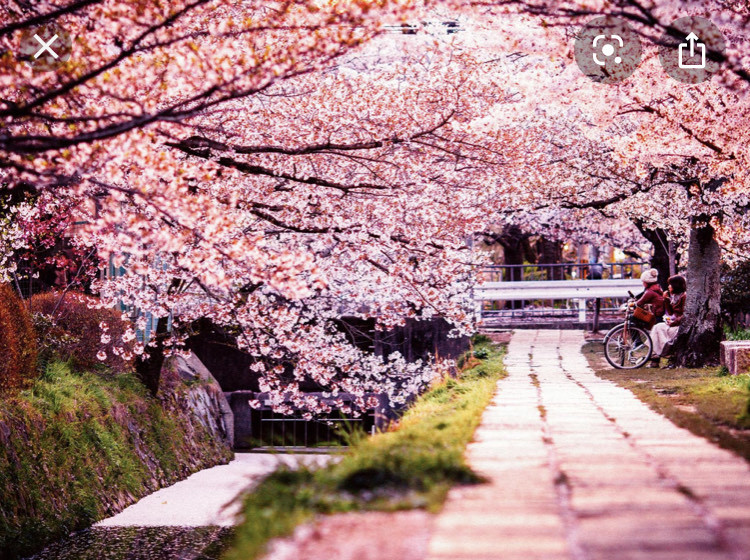 Lugar Japanese Cherry Blossom City Massage