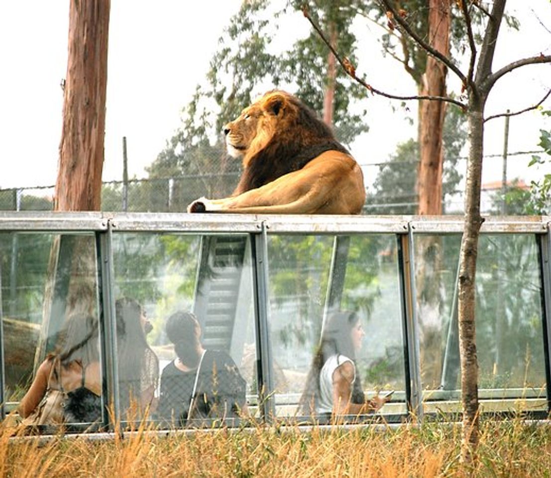 Lugar Zoo Santo Inácio