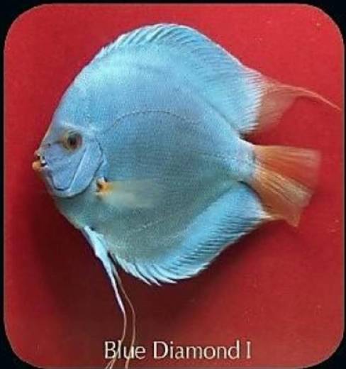 Blue Diamond I