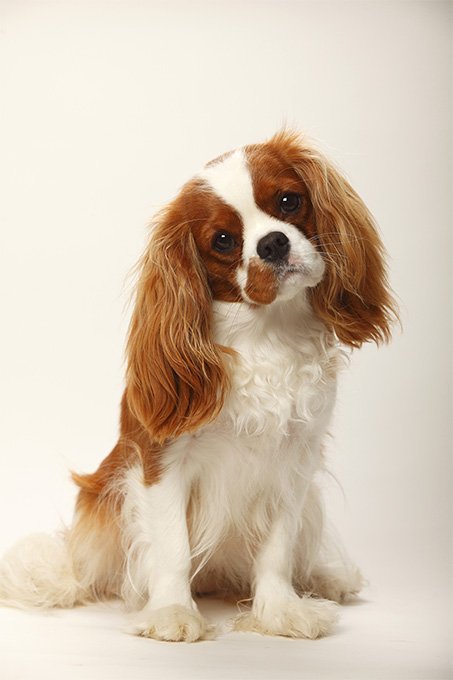 Fashion Cavalier king Charles spaniel