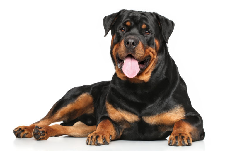 Moda Rottweiler