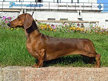 Moda Dachshund