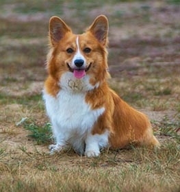 Moda Welsh corgi pembroke