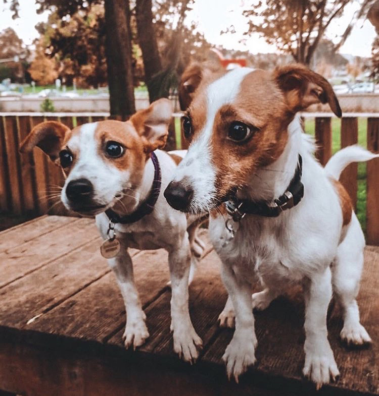 Lugares Parque Canino