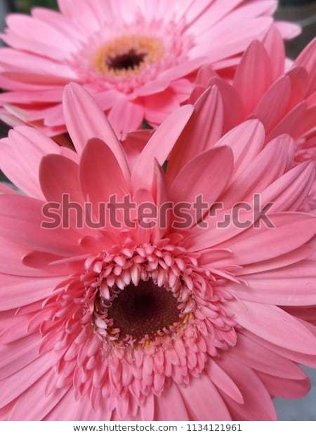 Moda Flores Naturais Images, Stock Photos & Vectors | Shutterstock