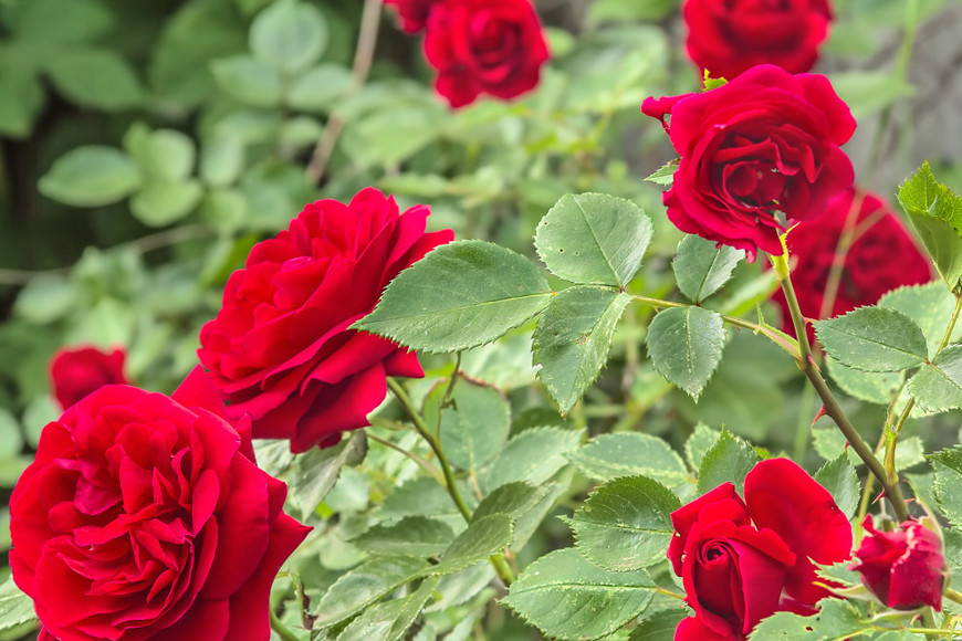 Fashion Tipos de rosas