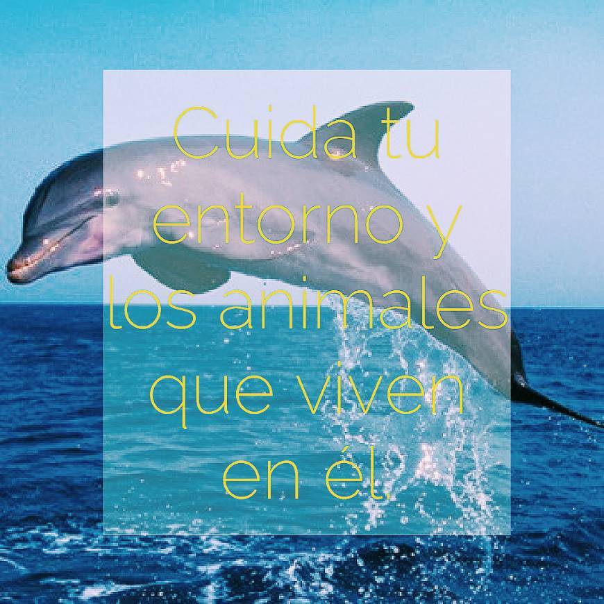 Social 18