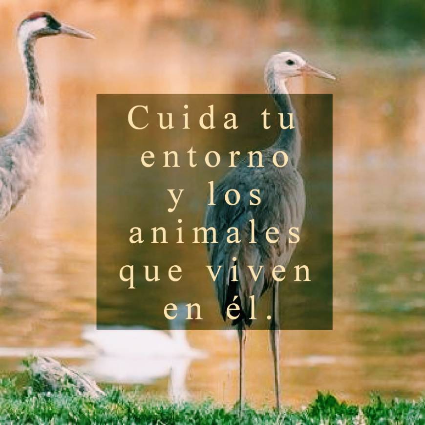 Social 19