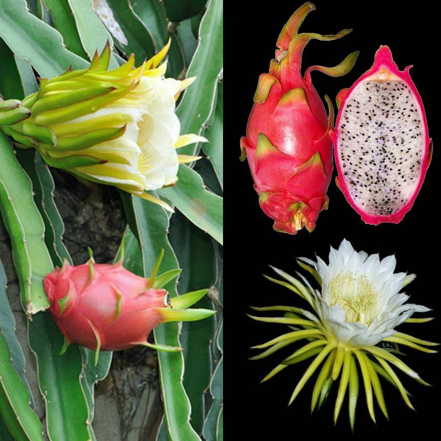 Products ❀ 50+ Semillas ❀ Pitahaya ❀ Hylocereus undatus ❀ Ecológicas 