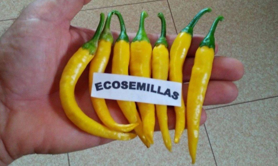 Products Pimiento ají amarillo picante ±10cm guindilla AJI 60 semilla