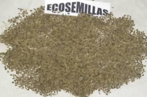 Perejil hoja lisa grande AROMATICA +de 1500 semillas ECO