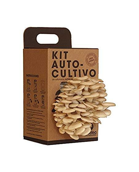 Social KitAutocultivo de setas ostra sobre posos de café reciclado