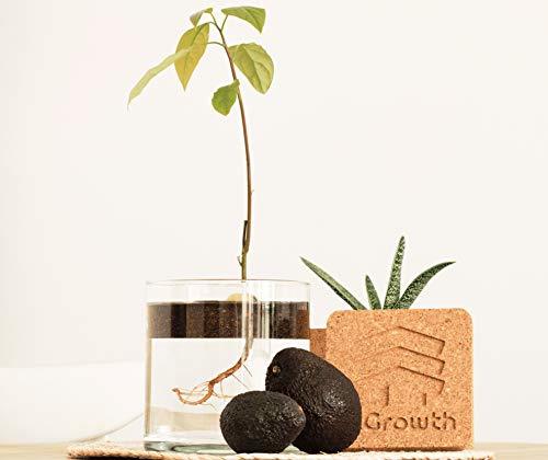Place InGrowth Kit jardinería Interior para germinar y Plantar tu árbol Aguacate