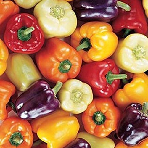 Place Lonlier Semillas de Pimientos de Colores 100 pcs Semillas Verduras Ecologicas para