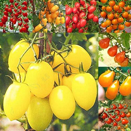 Place CIOLER Seed House - 50pcs Raras Tomate Tomate Cherry Amarillo rojo