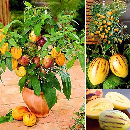 Place Lonlier Semillas de Ru Niang 100 pcs/Paquete para Jardín Huerto Semillas Frutas