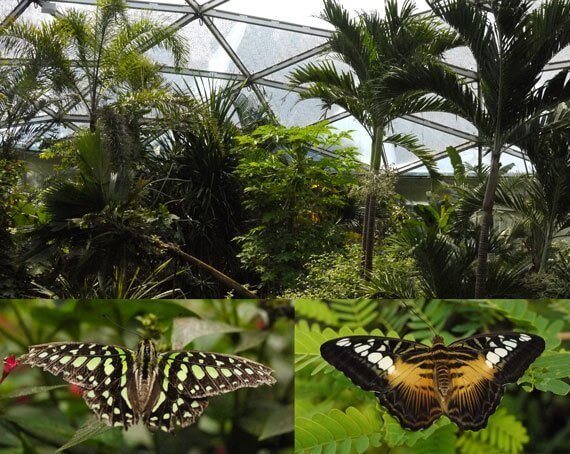 Lugar Kerzers Papiliorama