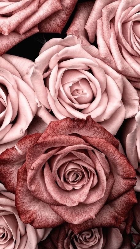 Moda Rosas Rosa Wallpaper Background