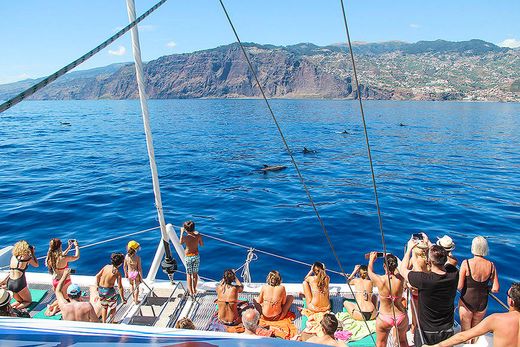 Observação de Golfinhos e Baleias - Madeira