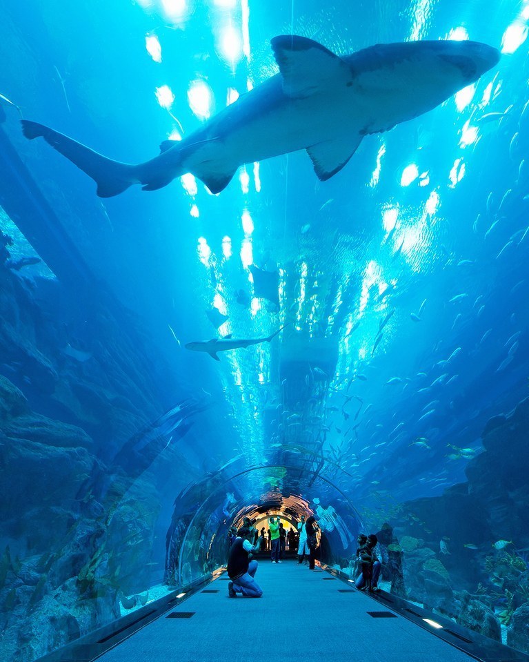 Lugar Dubai Aquarium & Underwater Zoo