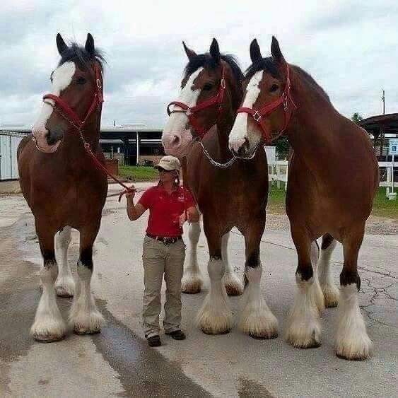 Fashion Clydesdale 