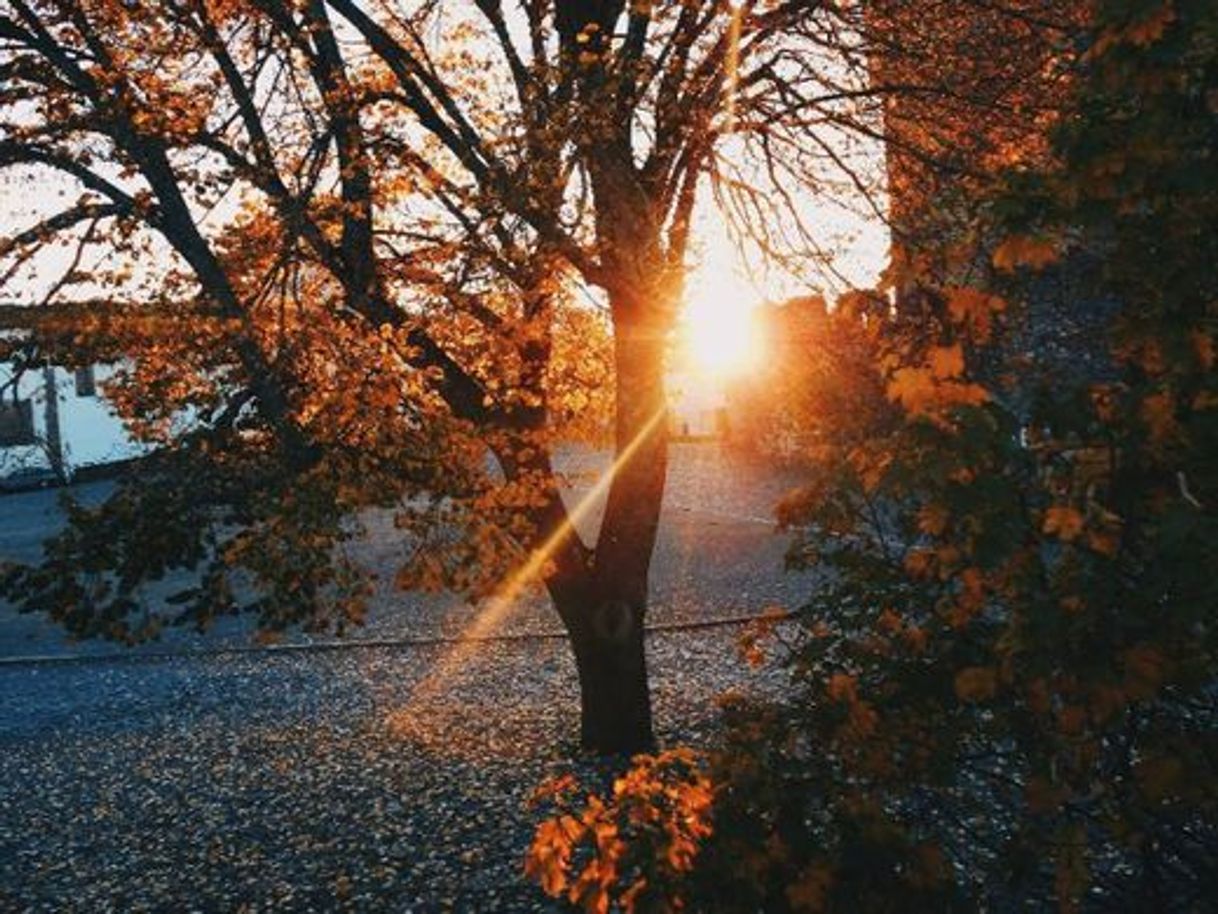 Social Castelo de Bragança 