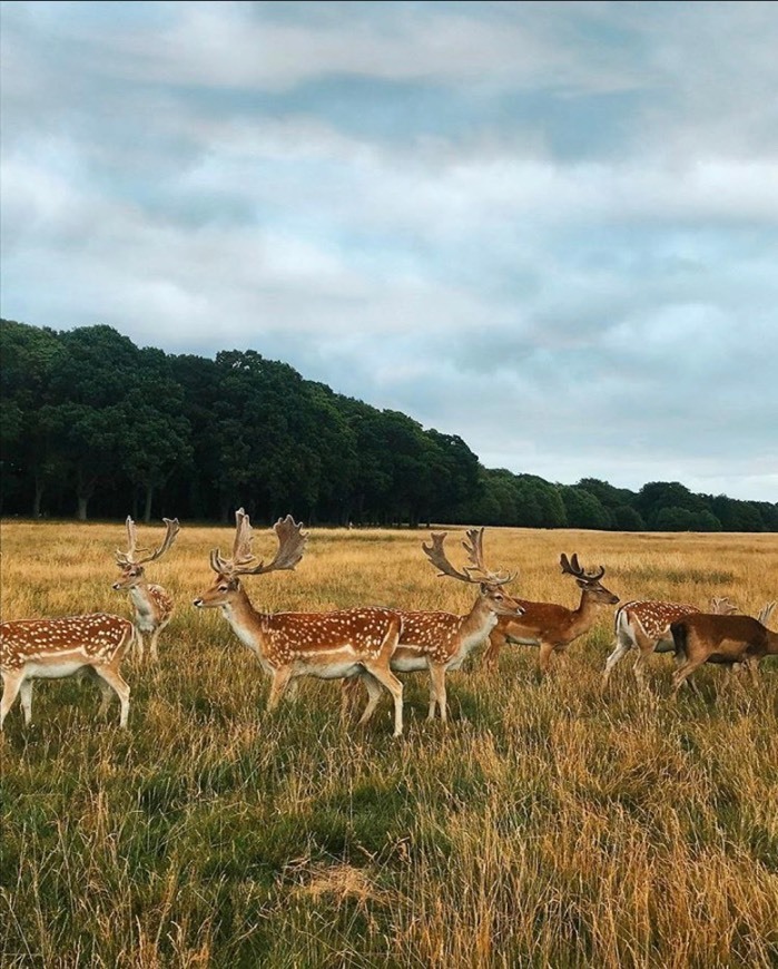 Place Phoenix Park