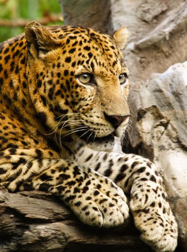 Panthera pardus - Wikipedia, la enciclopedia libre