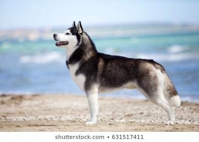 Moda Husky siberiano