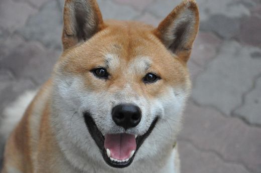 Shiba-Inu