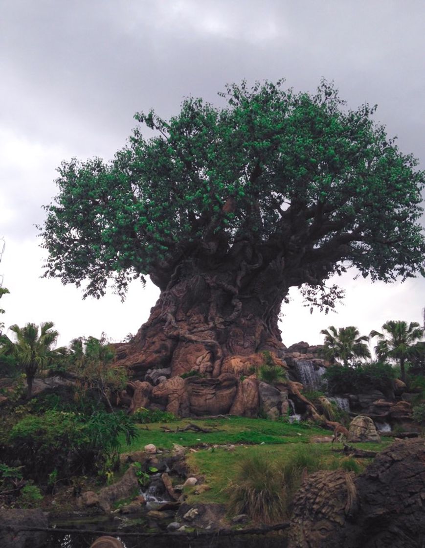 Place Animal Kingdom