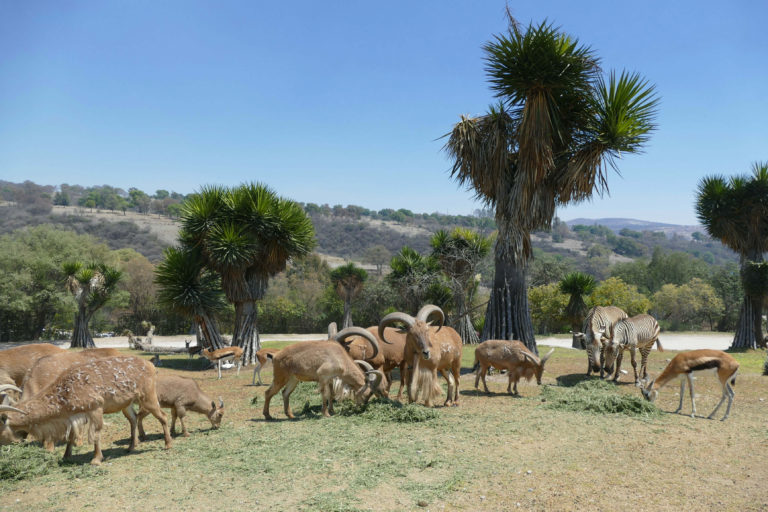 Place Africam Safari