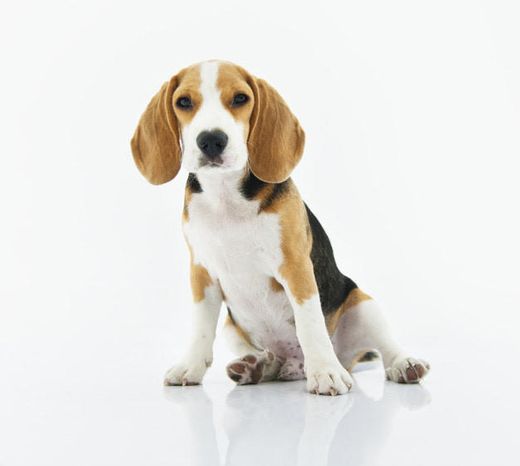 Beagle