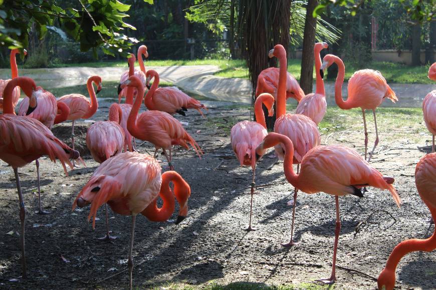 Lugar Zoo portugal