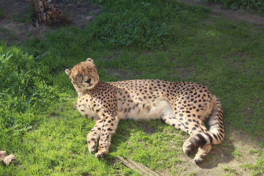 Lugar Zoo portugal