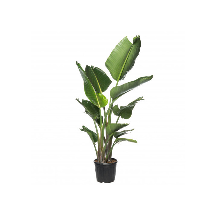 Product Strelitzia nicolai plant 150