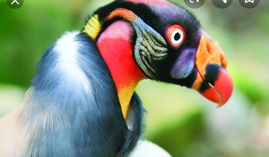 Place Zoo Lourosa - Ornithological Park Lourosa