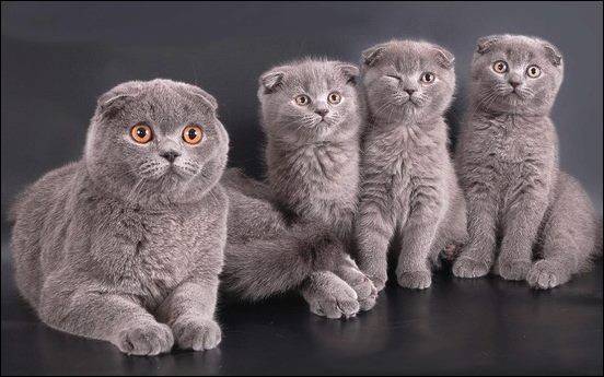 Moda Scottish fold 