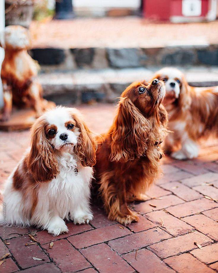 Fashion  Cavalier King Charles spaniel

